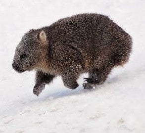 Wombats at Cradle Mountain