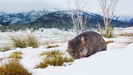 Wombat plush toy image 5